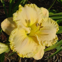 Лилейник гибридный Спейскоуст Скремблд Лилейник гибридный Спейскоуст Скремблд