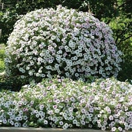 Петуния ампельная F1 Тайдал Вейв Сильвер