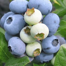 Голубика высокорослая New Hanover