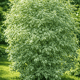 Дерен белый Elegantissima