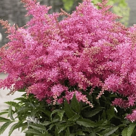 Астильба гибридная Raspberry
