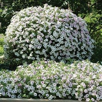 Петуния ампельная F1 Тайдал Вейв Сильвер