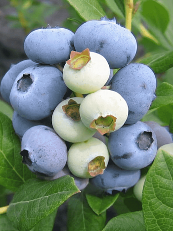 Голубика высокорослая New Hanover