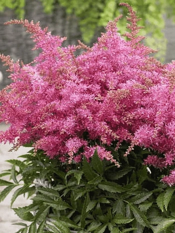 Астильба гибридная Raspberry