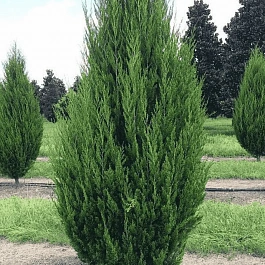 Можжевельник виргинский