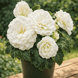 Бегония клубневая Nonstop White