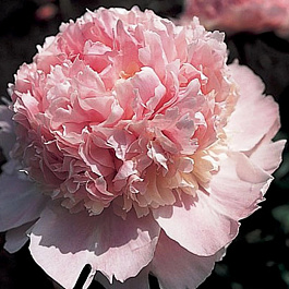 Пион травянистый Энджел Чикс