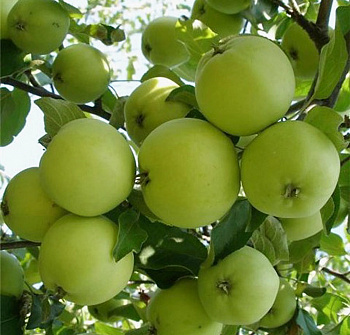 Яблоня карликовая Кроха