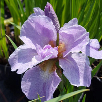 Ирис сибирский Кита-Но-Сейза