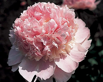 Пион травянистый Энджел Чикс