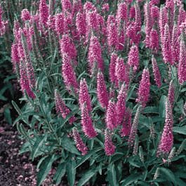 Вероника колосистая Rosa Zwerg