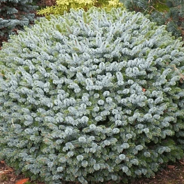 Ель ситхинская Tenas