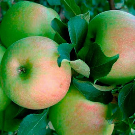 Яблоня Карликовая Павлуша Яблоня Карликовая Павлуша