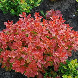 Барбарис Тунберга Адмирэйшн