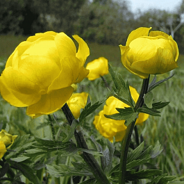 Купальница европейская