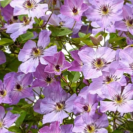 Клематис гибридный Morning Sky