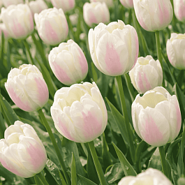 Тюльпан триумф Silk Surprise