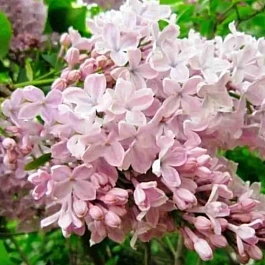 Сирень обыкновенная Тишина