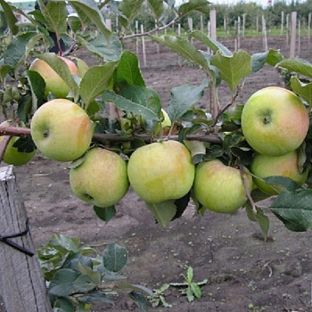 Яблоня карликовая Подснежник