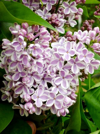 Сирень обыкновенная Лила Вондер