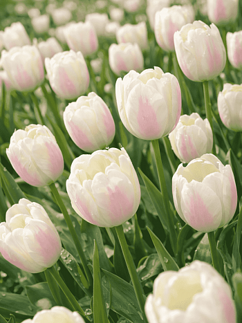 Тюльпан триумф Silk Surprise