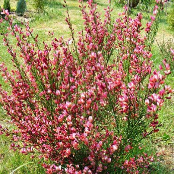 Ракитник гибридный Zeelandia