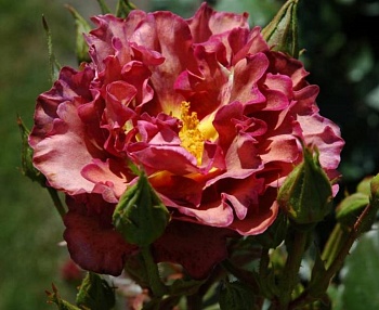 Роза Флорибунда Blauwestad
