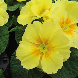 Примула (Первоцвет) бесстебельная Pioner Yellow Lemon