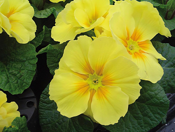 Примула (Первоцвет) бесстебельная Pioner Yellow Lemon