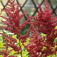 Астильба гибридная Mighty Chocolate Cherry