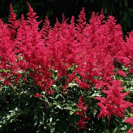 Астильба Арендса Глат НАБОР 2ШТ (1+1)