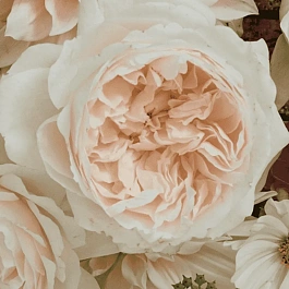 Роза кустовая Purity