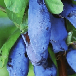 Жимолость плодовая Дочь Великана