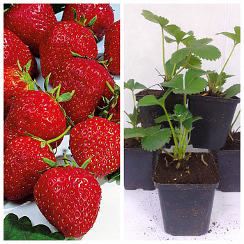 Земляника садовая Сага НАБОР 5ШТ