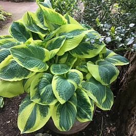 Хоста гибридная Бэнд ов Голд