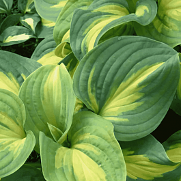 Хоста Emerald Charger