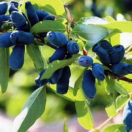 Жимолость съедобная Лазурит Жимолость съедобная Лазурит