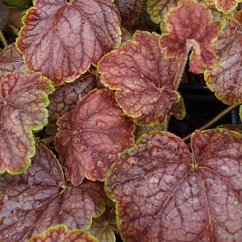 Гейхера гибридная Гоген