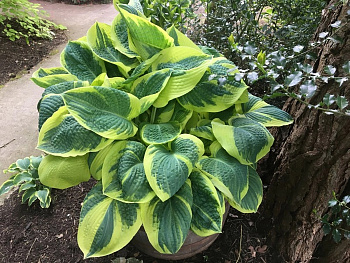 Хоста гибридная Бэнд ов Голд