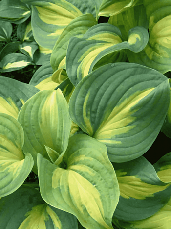 Хоста Emerald Charger