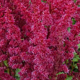 Астильба гибридная You and me Always