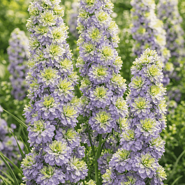 Дельфиниум  культурный Crystal Delight