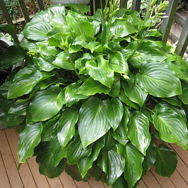 Хоста гибридная Инвинсибл