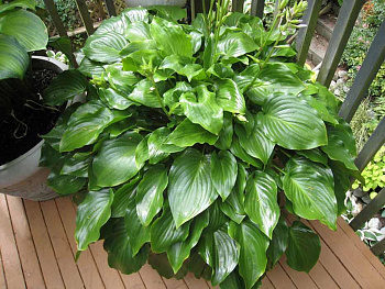 Хоста гибридная Инвинсибл