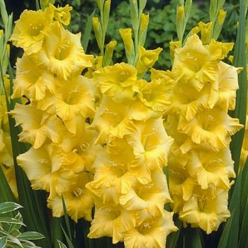 Гладиолус крупноцветковый Алабама