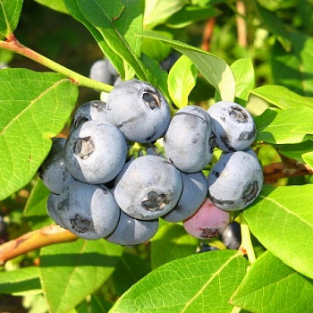 Голубика высокорослая Денис Блю