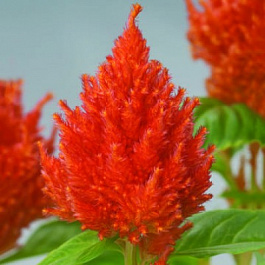 Целозия перистая Глориас Оранж