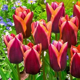 Тюльпан Триумф Слава НАБОР 2ШТ (10+10)