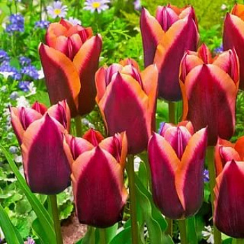 Тюльпан Триумф Слава НАБОР 2ШТ (10+10)