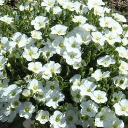 Песчанка горная Близзард